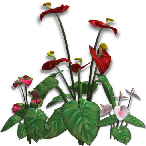 [AG] Full Perm Anthurium Kit