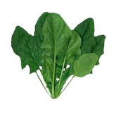 FULL PERMS Vegetable Plant SPINACH Texture ORIG HiQuality TGA FF588
