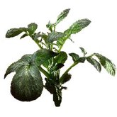 FULL PERMS Vegetable Plant POTATO Texture ORIG HiQuality TGA FF587