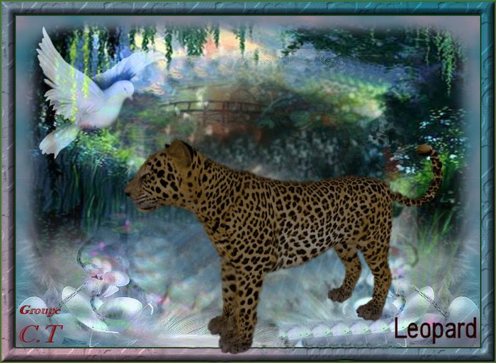 BB Cheetah Box Female