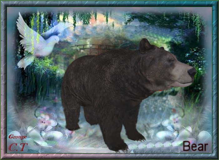 BB Bear Box Male