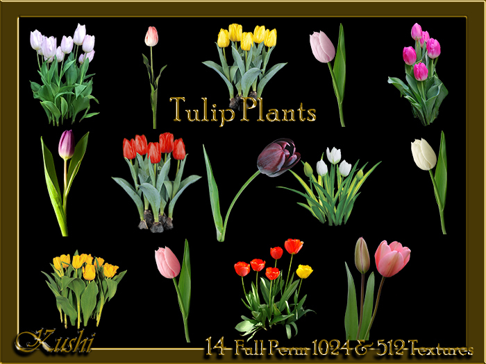 Tulip Plants Alpha Textures