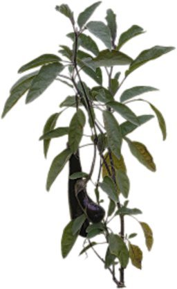 FULL PERMS Vegetable Plant EGGPLANT Texture ORIG HiQuality TGA FF578