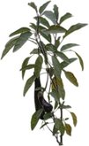 FULL PERMS Vegetable Plant EGGPLANT Texture ORIG HiQuality TGA FF578