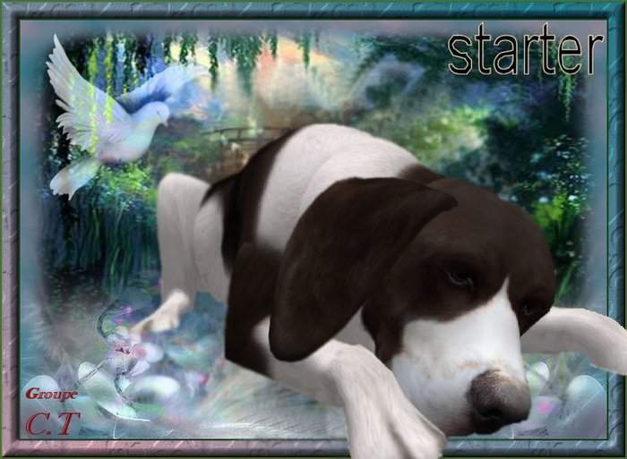 BB Beagle Box Female