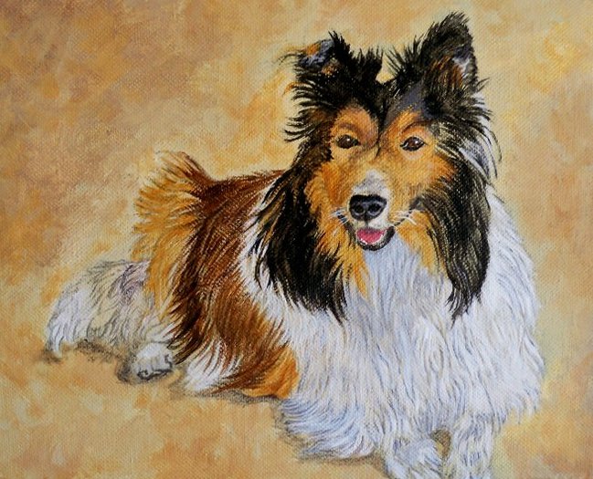 Lenny the Sheltie