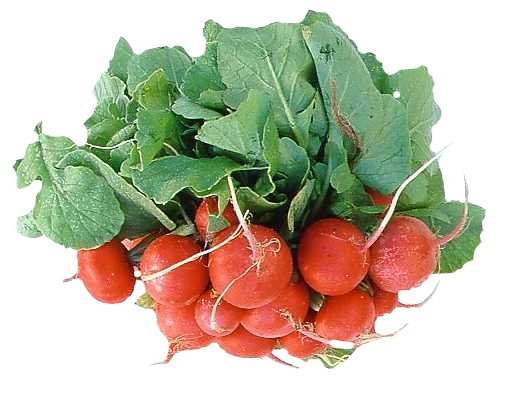 FULL PERMS Vegetable Plant RADISHRADISHES BUNCH Texture ORIG HiQuality TGA FF576
