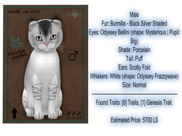 KittyCatS Box - New Born Kitten-Male