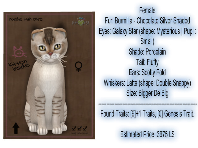 KittyCatS Box - New Born Kitten