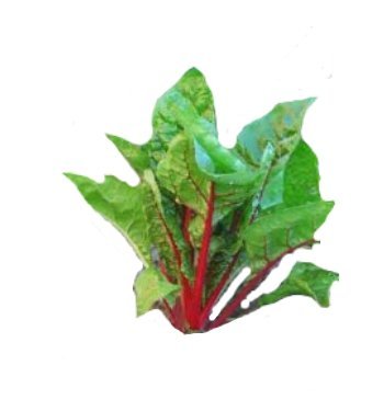 FULL PERMS Vegetable SEEDLING Plant Texture ORIG HiQuality TGA FF573
