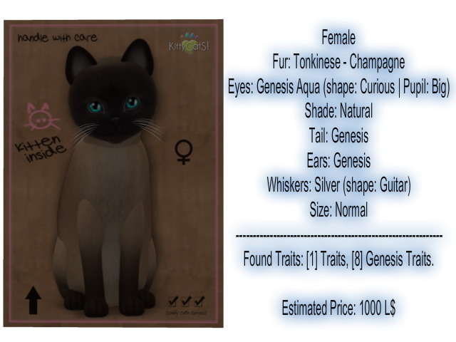 KittyCatS Box - New Born Kitten