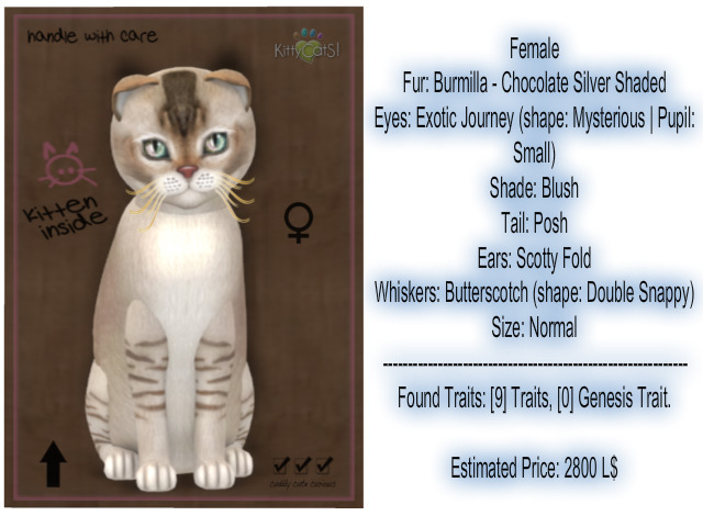 KittyCatS Box - New Born Kitten