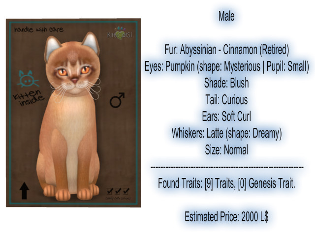 KittyCatS Box - New Born Kitten