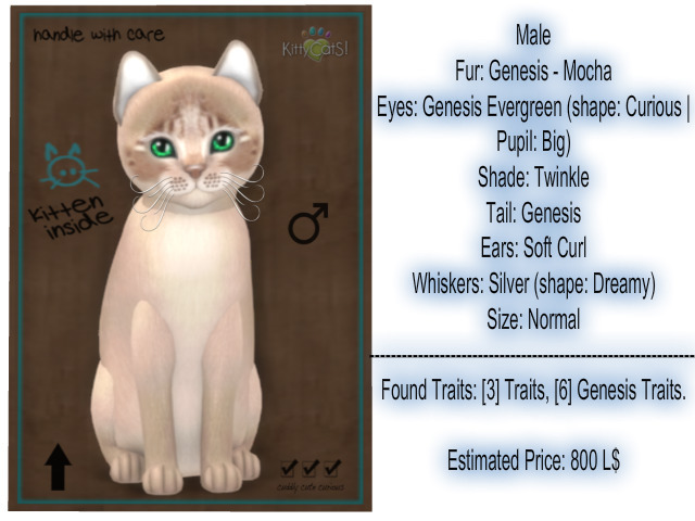 KittyCatS Box - New Born Kitten