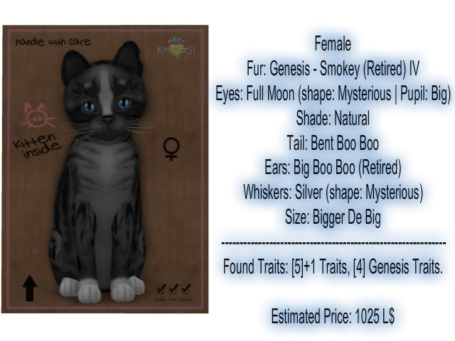 KittyCatS Box - New Born Kitten