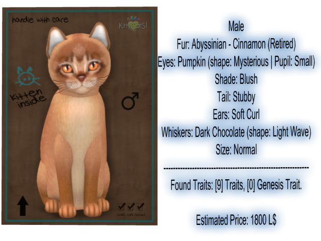 KittyCatS Box - New Born Kitten