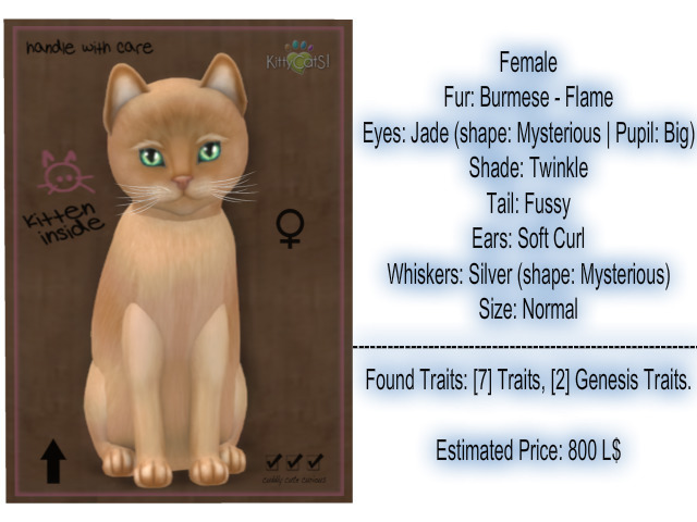KittyCatS Box - New Born Kitten-Female