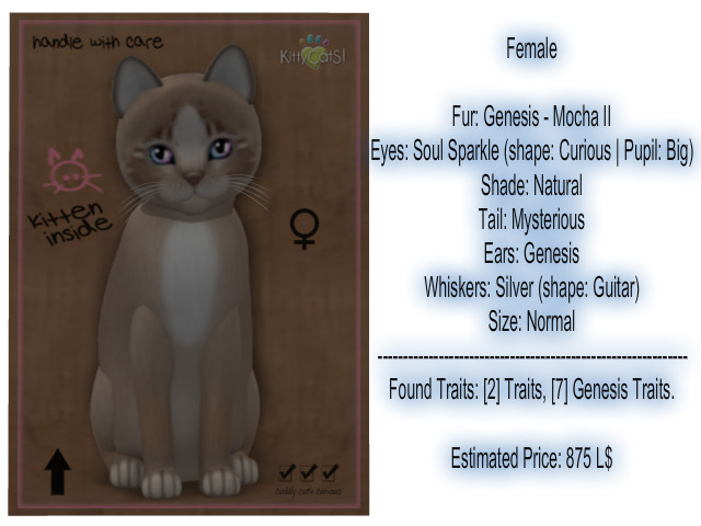 KittyCatS Box - New Born Kitten-Female