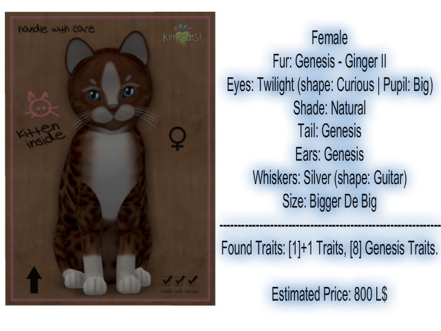 KittyCatS Box - New Born Kitten