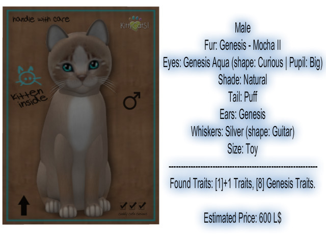 KittyCatS Box - New Born Kitten