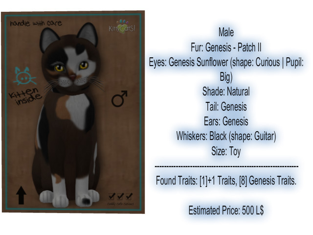 KittyCatS Box - New Born Kitten-Male