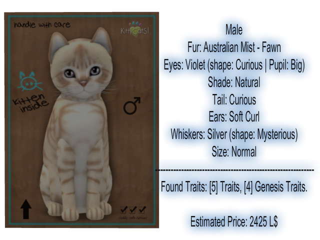 KittyCatS Box - New Born Kitten