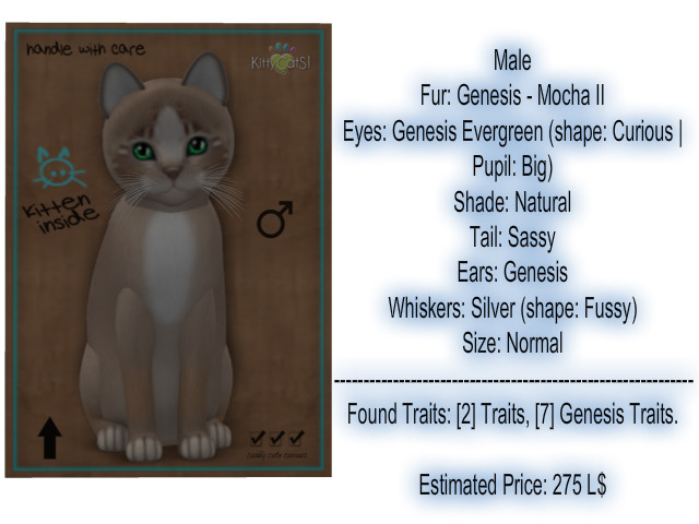 KittyCatS Box - New Born Kitten 9
