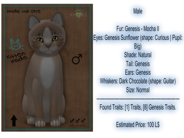 KittyCatS Box - New Born Kitten 16