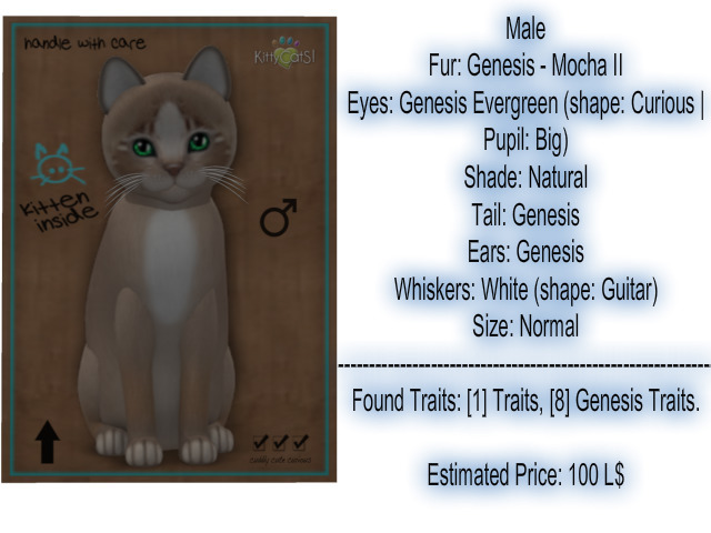 KittyCatS Box - New Born Kitten 7