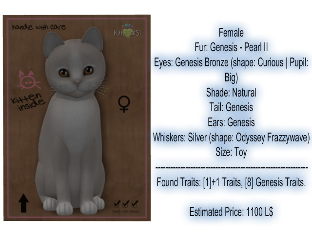 KittyCatS Box - New Born Kitten