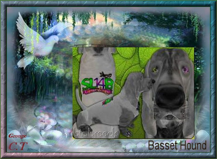 BB SL 14B EPIC BH FEMALE
