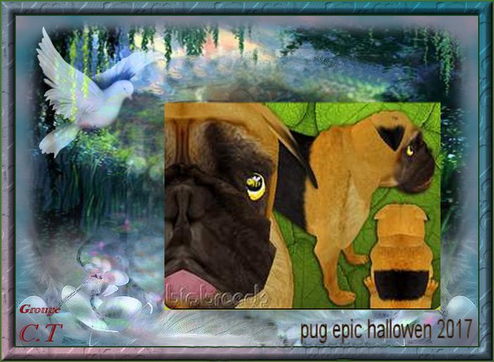 bb Pug epic female
