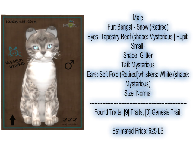 KittyCatS Box - New Born Kitten