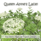 T-Spot Mesh - Queen Anne's Lace (Daucus Carota) - Full Perm Mesh - LI=0.5-1.9