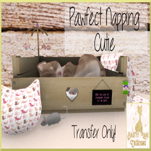 Pawfect Napping Cutie