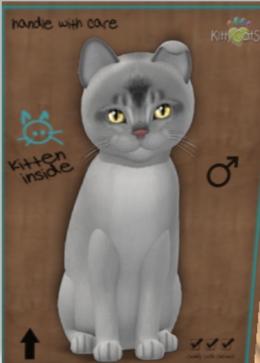 black abyssinian