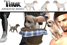 G&T Thor Animated Mesh Dog Uptaded