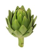 FULL PERMS Vegetable Plant Artichoke Texture ORIG HiQuality TGA FF572