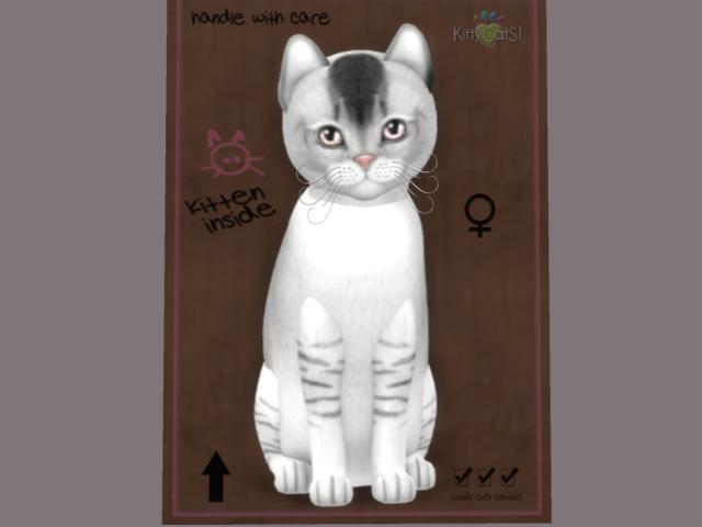 KittyCatS Box - New Born Kitten