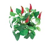 FULL PERMS Vegetable Plant Chili Pepper Plant Texture ORIG HiQuality TGA FF567