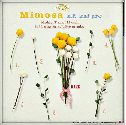 ASO! Mimosa 4