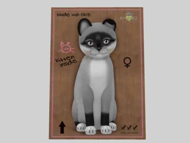 KittyCatS Box - New Born Kitten