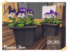 Pansies vase chez moi