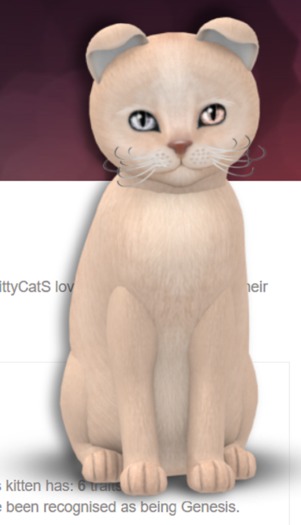 KittyCatS Box - Abyssinian - Ruddy