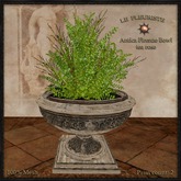 F*Firenze Bowl Fern