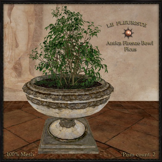 F*Firenze Bowl Ficus