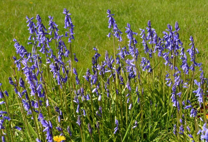 Art Print (Bluebells)