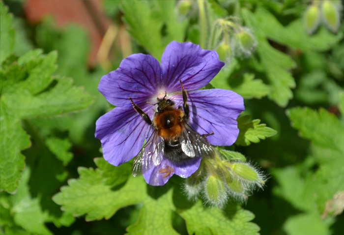 Art Print (bumble bee & blue flower macro)