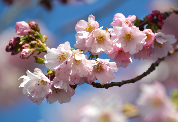 Art Print (cherry blossom macro close)