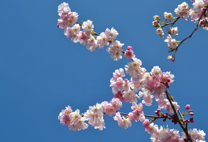 Art Print (cherry blossom macro)